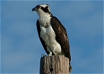 Padre Island Osprey (October 31, 2006)